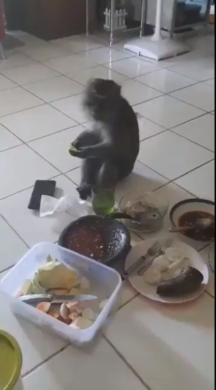 Santuy! Monyet Ini Masuk ke Dalam Rumah Untuk Ikut Ngerujak