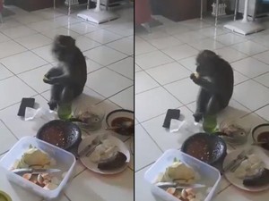 Santuy! Monyet Ini Masuk ke Dalam Rumah Untuk Ikut Ngerujak