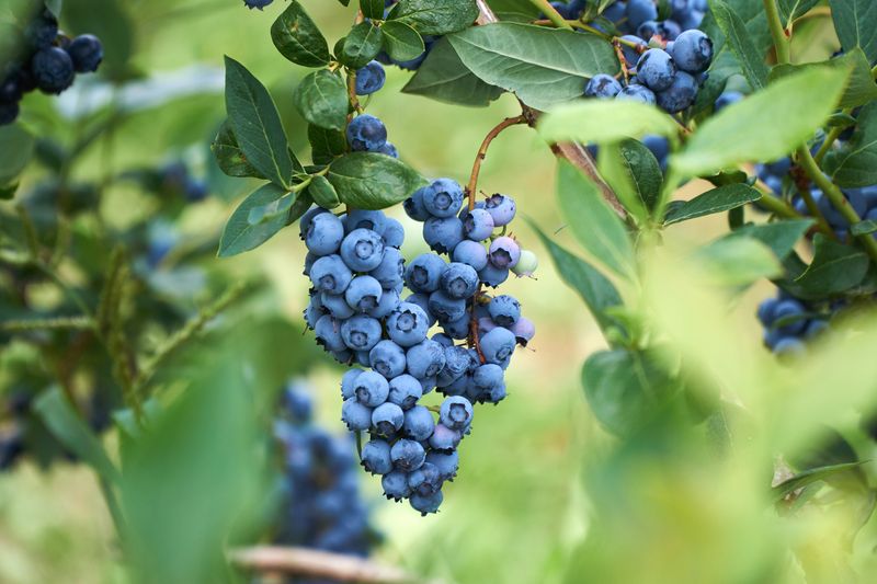 Blueberry organik segar di semak-semak. Warna terang