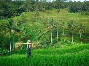 WNA Kerja di Bali Pakai Visa Turis, Netizen: Imigrasi Gerak Cepat, dong!