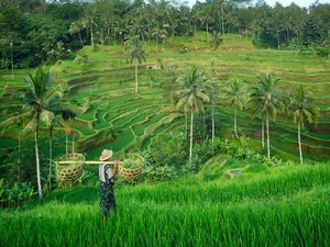 WNA Kerja di Bali Pakai Visa Turis, Netizen: Imigrasi Gerak Cepat, dong!