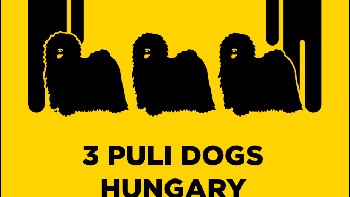 Hungaria, tiga anjing jenis puli. Foto: sadanduseless