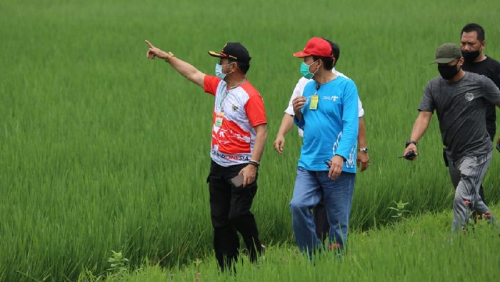 Mentan meninjau sawah abadi