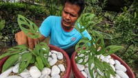 Tanaman hias Janda bolong disebut juga The swiss cheese menjadi incaran pehobi tanaman hias, harganya pun melonjak tinggi hingga Rp3 juta-Rp 95 juta mengalahkan harga Anthurium atau Gelombang Cinta yang meroket pada tahun 2007 silam.