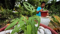 Pekerja merawat Monstera adansonii Variegata atau Janda Bolong di areal tanaman hias Desa Blang Weu, Kuta Makmur, Aceh Utara, Aceh, Jumat (9/10/2020).