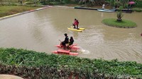 Nah, yang ingin menyaksikan bunga teratai mekar, pengunjung harus datang pagi-pagi sampai dengan jam 09.00. Kesiangan sedikit saja, misi itu bisa gagal, karena pada siang hari bunga mulai menutup dan akan kembali mekar pada malam hari.