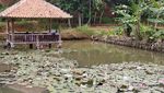 Kampung Teratai yang Indah di Ciamis