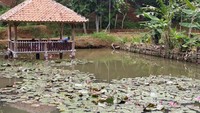 Disebut Kampung Teratai karena di lokasi tersebut terdapat banyak bunga teratai yang tumbuh di kolam-kolam milik warga. Namanya Kampung Teratai, ya pasti ada teratainya ya!
