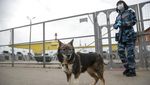 Begini Lho Proses Latihan Anjing Pendeteksi Corona di Rusia
