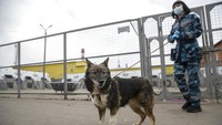 Dilansir dari AP, Maskapai Aeroflot Rusia mulai melatih sejumlah anjing untuk mendeteksi virus Corona.  