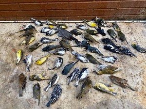 Heboh Ribuan Burung Mati Berjatuhan dari Langit