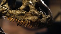 Diketahui, kerangka Allosaurus tersebut ditemukan di daerah Johnson, Wyoming, Amerika Serikat.