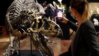 Saat dipamerkan di rumah lelang Drout, Paris, kerangka Allosaurus tersebut menarik perhatian pengunjung.