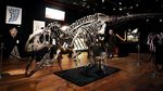 Fantastis! Kerangka Dinosaurus Ini Dilelang Jutaan Euro