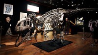 Kerangka Allosaurus tersebut dikabarkan akan dilelang dengan harga antara 1 juta euro dan 1,2 juta euro.