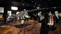 Pengunjung memotret kerangka Allosaurus yang dipamerkan di rumah lelang Druot, Paris.