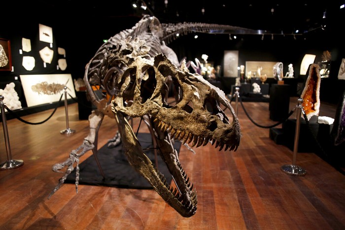 Fantastis! Kerangka Dinosaurus Ini Dilelang Jutaan Euro Kerangka dinosaurus berjenis Allosaurus akan dilelang di Prancis. Diperkirakan harga kerangka itu mencapai 1,2 juta euro.