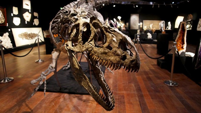 Kerangka dinosaurus berjenis Allosaurus akan dilelang di Prancis. Diperkirakan harga kerangka itu mencapai 1,2 juta euro.