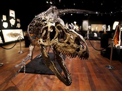 Fantastis! Kerangka Dinosaurus Ini Dilelang Jutaan Euro