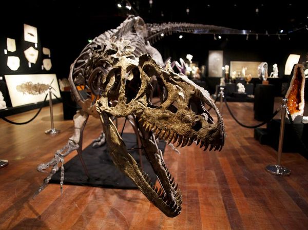 Fantastis! Kerangka Dinosaurus Ini Dilelang Jutaan Euro
