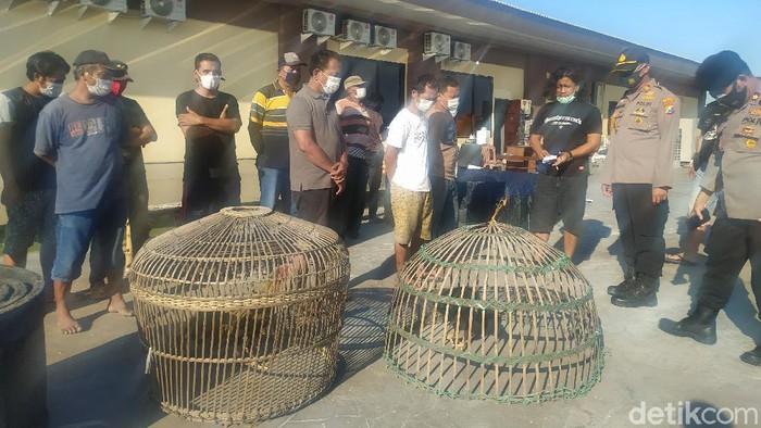penggerebekan judi sabung ayam