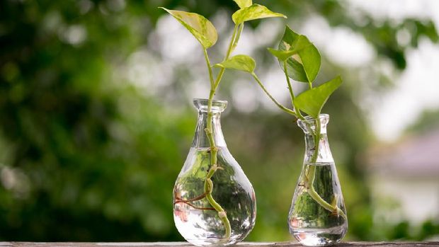 Golden Pothos or Devil's Ivy in the bottle of water.