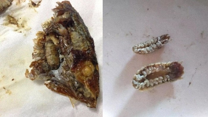 Kutu pemakan lidah Ngeri! Wanita Ini Temukan Kutu Pemakan Lidah saat Makan Ikan
