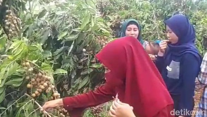 Menikmati Manis dan Legitnya Buah Kelengkeng yang Dipetik Langsung dari Pohonnya