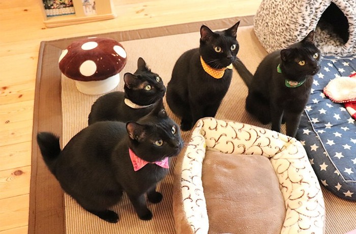 Nekobiyaka, Kafe Khusus Kucing Hitam Satu-satunya di Dunia
