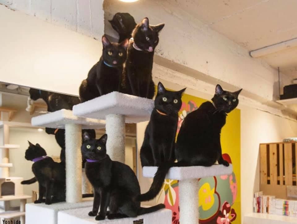 Nekobiyaka, Kafe Khusus Kucing Hitam Satu-satunya di Dunia