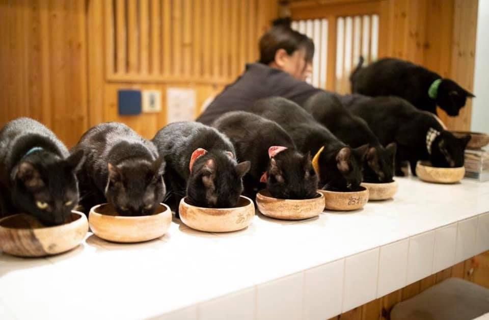 Nekobiyaka, Kafe Khusus Kucing Hitam Satu-satunya di Dunia