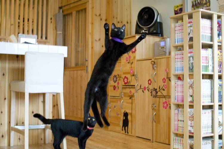 Nekobiyaka, Kafe Khusus Kucing Hitam Satu-satunya di Dunia