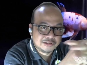 Tak Hanya Tanaman Hias, Harga Ikan Cupang Juga Meningkat di Masa Pandemi