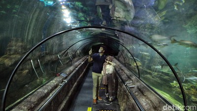 Asiik! PSBB Transisi Berlaku, Sea World Ancol Kembali Dibuka