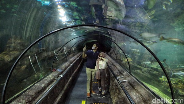 Asiik! PSBB Transisi Berlaku, Sea World Ancol Kembali Dibuka
