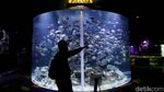 Asiik! PSBB Transisi Berlaku, Sea World Ancol Kembali Dibuka
