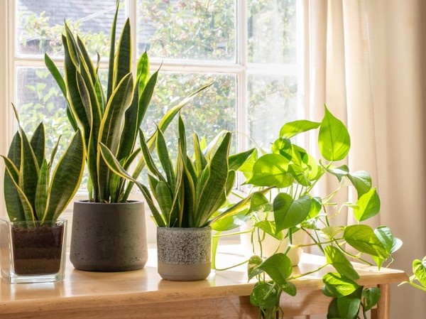 tanaman penyejuk rumah