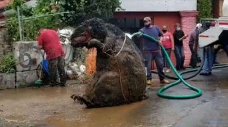 tikus sebesar kambing di Papua