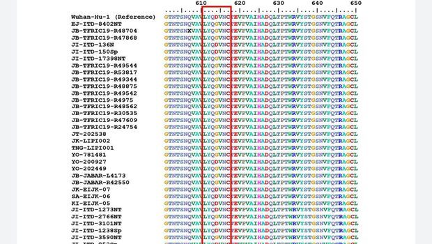 Nidom menjelaskan susunan asam amino RNA virus corona yang ada dalam kotak merah, berpotensi menimbulkan fenomena ADE.