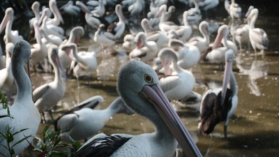 Bonbin Ragunan Kembali Buka, Kita Lihat Yuk