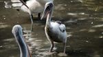 Bonbin Ragunan Kembali Buka, Kita Lihat Yuk