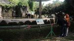Bonbin Ragunan Kembali Buka, Kita Lihat Yuk