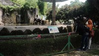 Pengunjung tengah melihat gajah koleksi Taman Margasatwa Ragunan.