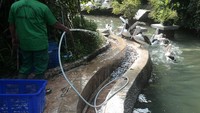 Petugas juga tengah memberikan makan burung pelikan yang ada disana.