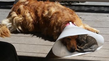 Sama-sama berteduh dari panas matahari. Foto: Boredpanda