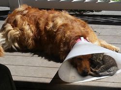 Potret Persahabatan Hewan Beda Spesies yang Menggemaskan