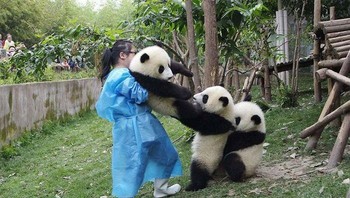 Lucunya potret panda dengna manusia saling tarik menarik nih. Foto: Boredpanda