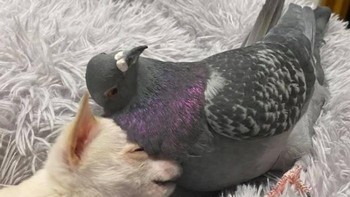 Bobo bareng burung dara dengan anak anjing. Foto: Boredpanda