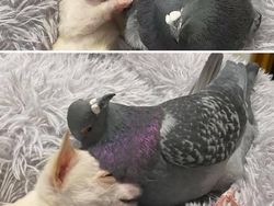 Potret Persahabatan Hewan Beda Spesies yang Menggemaskan