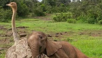 Si gajah yang santai senderan ke burung unta. Foto: Boredpanda